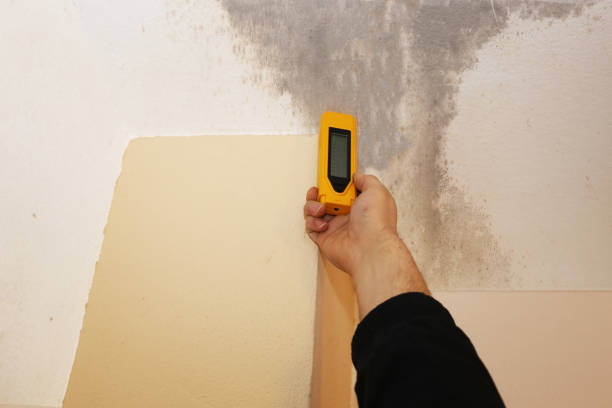  Thorsby, AL Mold Removal Pros