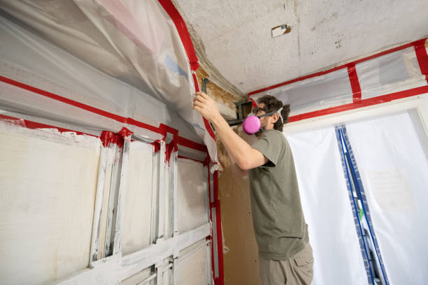 Best Basement Mold Removal  in Thorsby, AL