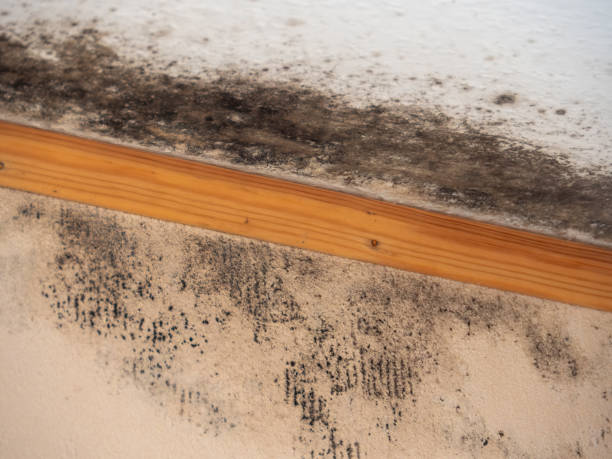 Best Environmental Consulting for Mold Prevention  in Thorsby, AL