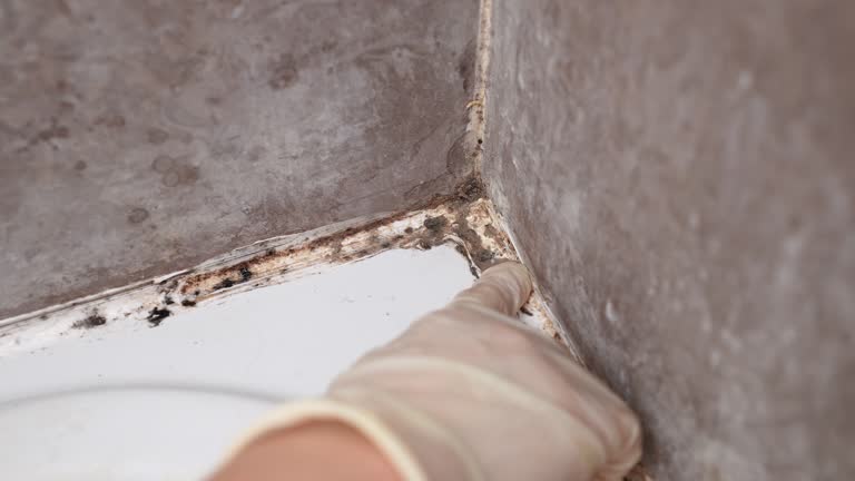 Best Attic Mold Removal  in Thorsby, AL